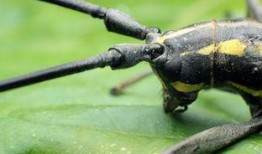 天牛哥最新爆料新闻网站,最新爆料新闻网站深度解析